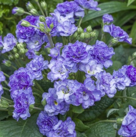 Примула Pollyanna Christal Fountein