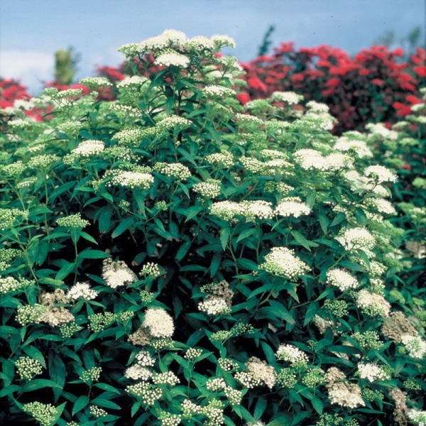 Спирея японская Albiflora2