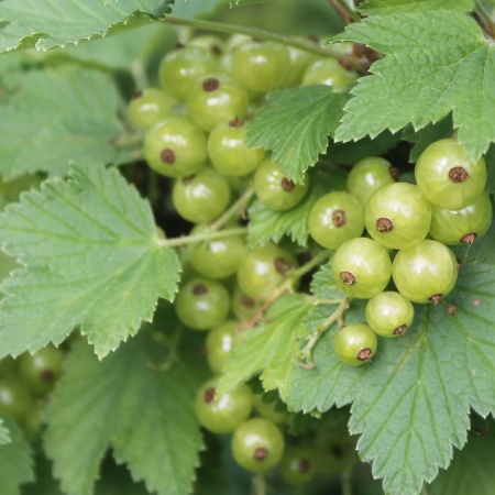 Смородина зеленая Снежная Королева