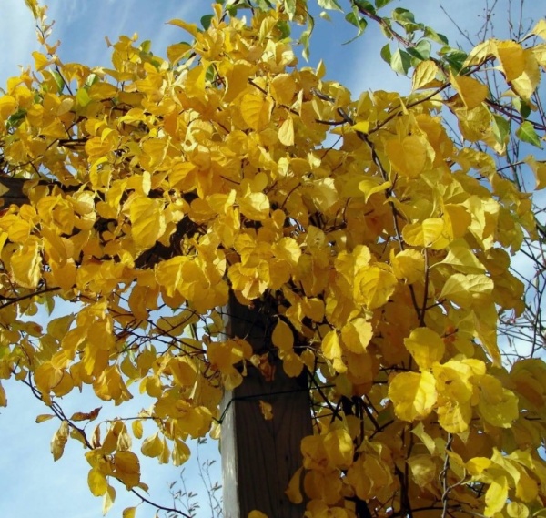 Древогубец круглолистный2