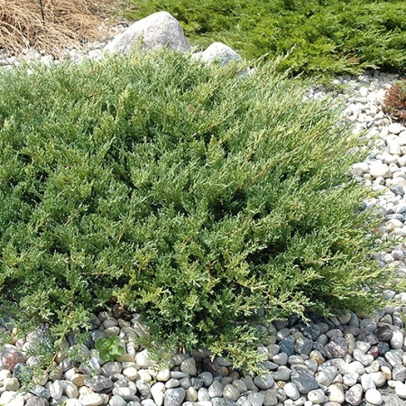 Можжевельник горизонтальный Andorra Compacta3