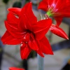 Амариллис3