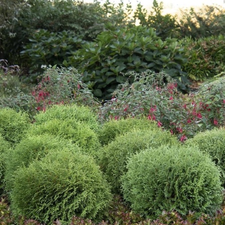 туя западная Little Giant3