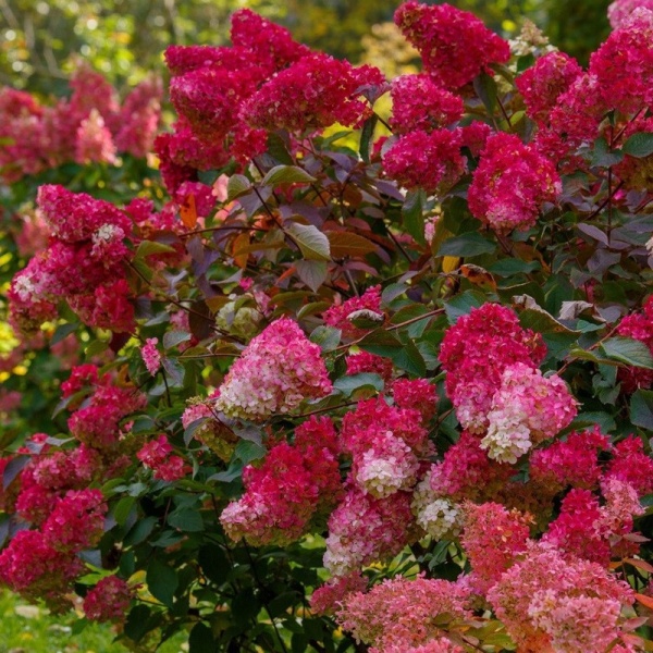 Гортензия метельчатая Wims Red2