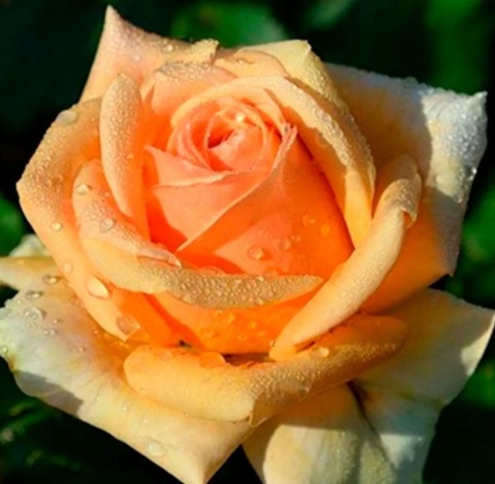 Роза флорибунда Гейша (Geisha)