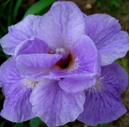 Ирис сибирский Imperial Opal