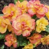 Примула Belarina Rosette Nectarine3 Примула Belarina Rosette Nectarine3