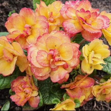 Примула Belarina Rosette Nectarine3 Примула Belarina Rosette Nectarine3