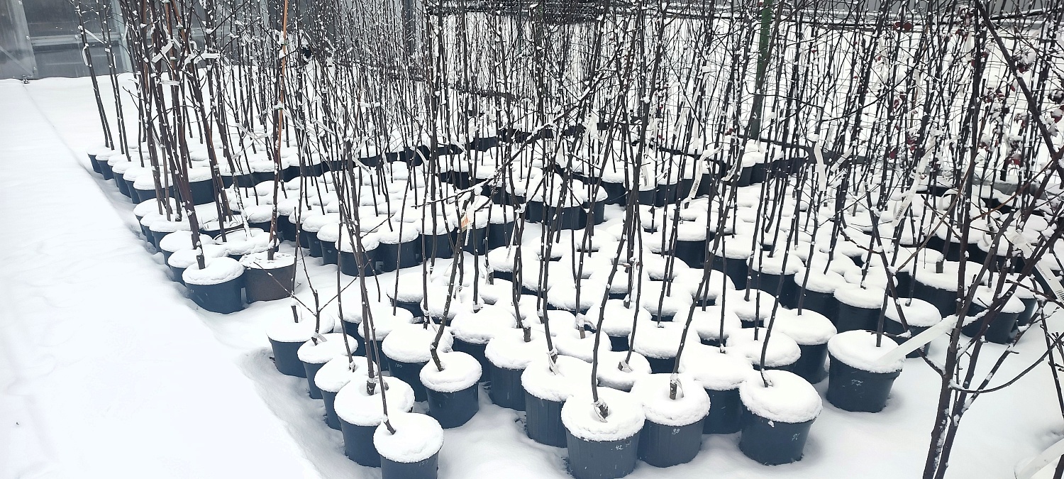 Растения уже снегом укрыты, а мы всё ещё для Вас открыты!