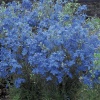 Дельфиниум крупноцветковый Blue Mirror