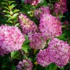 Гортензия метельчатая Sundae Fraise2