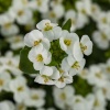 Арабис кавказкий Little Tresure White Арабис кавказкий Little Tresure White