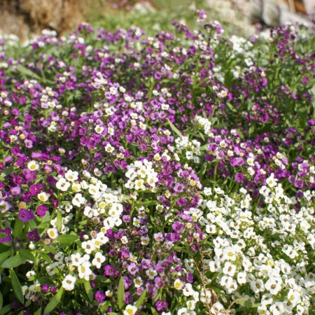 Алисум (лобулярия)3