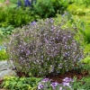 Душевик котовниковый Marvelette Blue