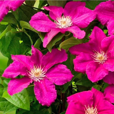 Клематис Ernest Markham