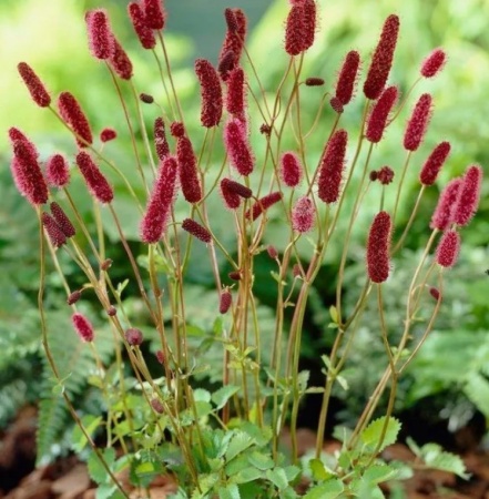 Кровохлебка гибридная Pink Tana 3