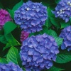 Гортензия крупнолистная Jip Blue3