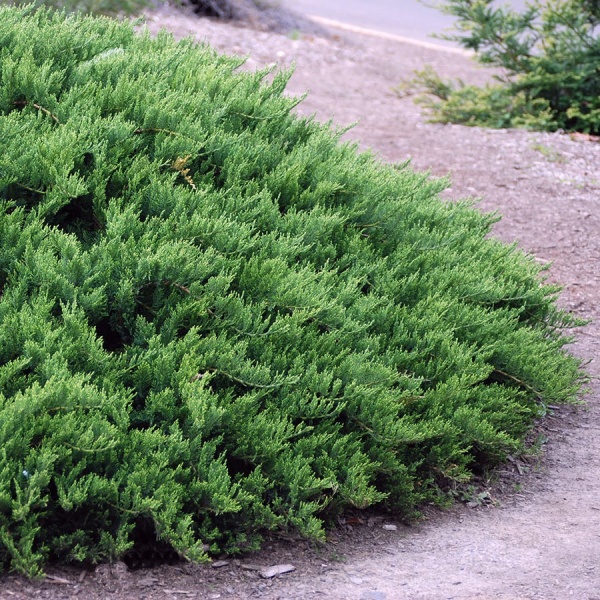 Можжевельник казацкий Tamariscifolia2