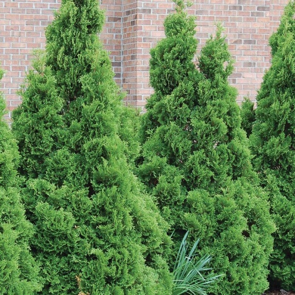 Туя западная Holmstrup3