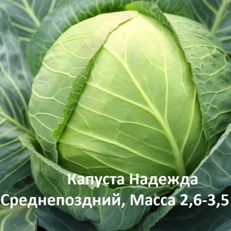 капуста Надежда