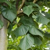 Липа крупнолистная