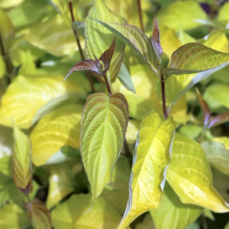 Дерен белый Aurea2