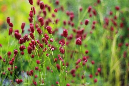 Кровохлебка лекарственная Tanna