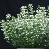 Душевик котовниковый Marvelette White