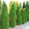 Туя западная Smaragd3