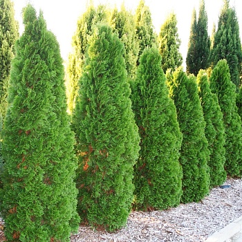 Туя западная Smaragd