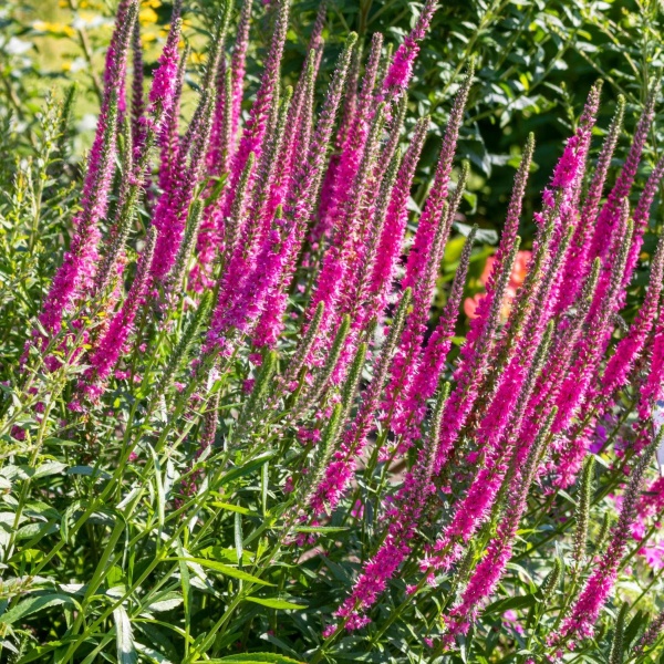 Вероника Rotfuchs2