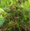 Снежноягодник Мэджик Берри 'Magic Berry'3