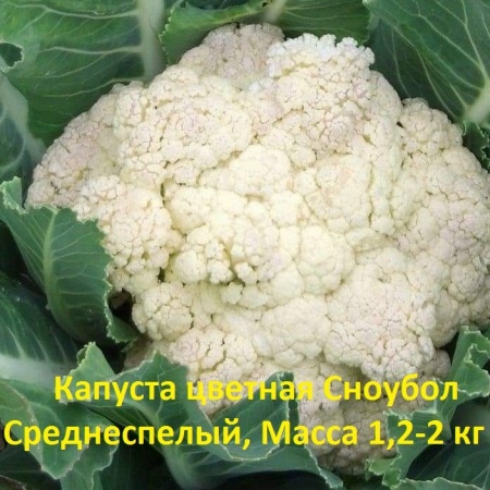 капуста Сноубол