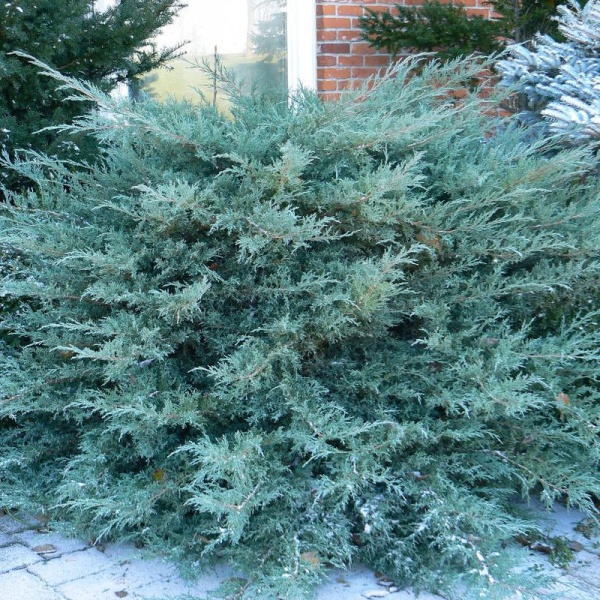 Можжевельник средний Pfitzeriana Glauca2