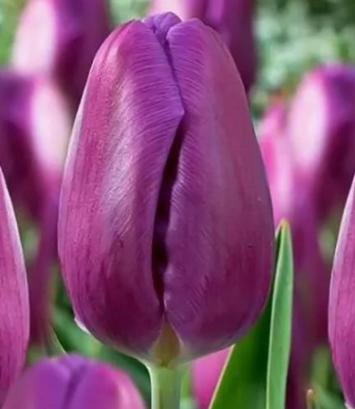 Purple Lady