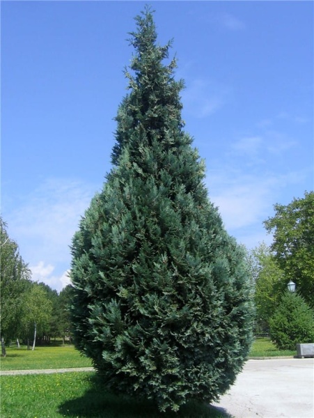 Туя западная Columna3