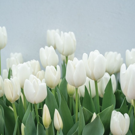 Тюльпан Hakuun2