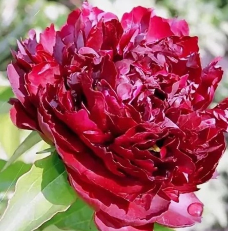 Пион Черри Хилл