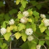 Пузыреплодник калинолистный Лютеус 'Luteus'