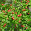 Кизильник Даммера Корал Бьюти Coral Beauty