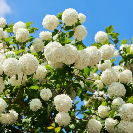 Калина обыкновенная Roseum3