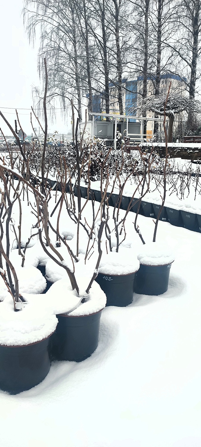 Растения уже снегом укрыты, а мы всё ещё для Вас открыты!