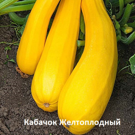 кабачок желтоплодный.jpg