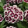 Гвоздика бородатая Dart Red White