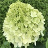 Гортензия Лайм лайт1