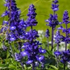 Шалфей (сальвия) Виктория Блю 'Victoria Blue'