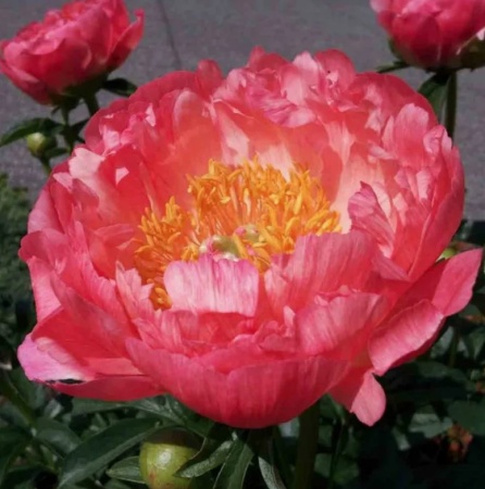 Пион Корал Сансет