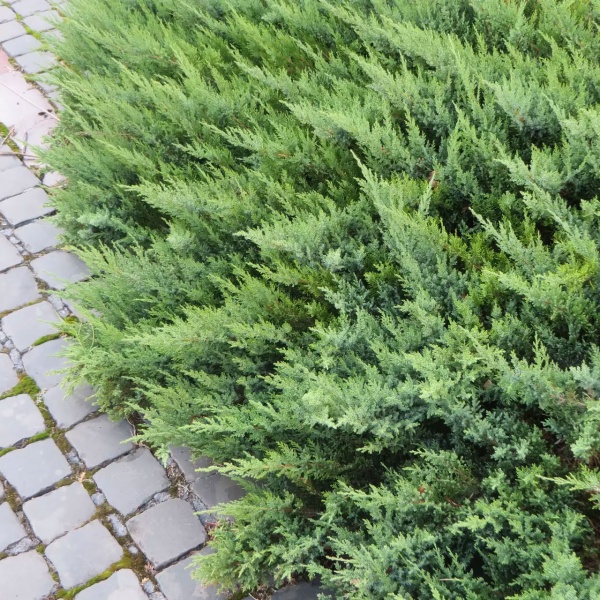 Можжевельник казацкий Tamariscifolia3