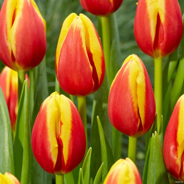 Тюльпан Denmark3