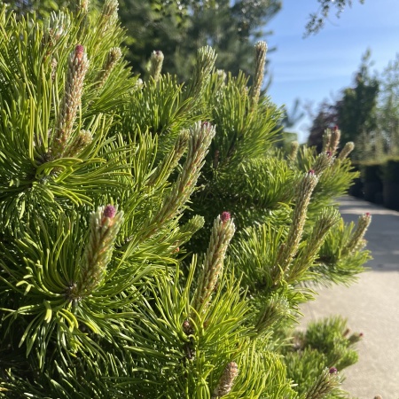 pinus-mugo2